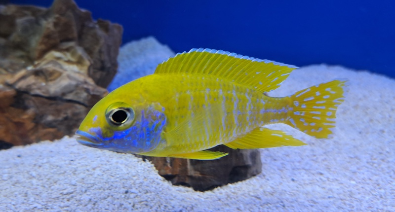 Aulonocara baenschi 'Nkhomo Reef'
